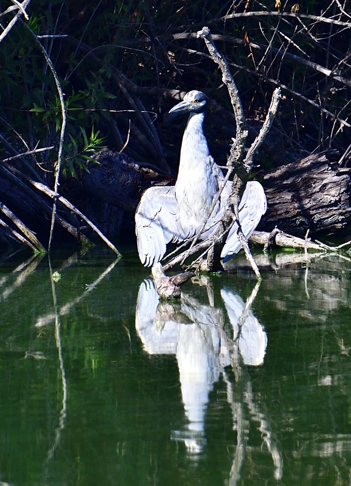 Yellow-crowned Night Heron - ML252964631