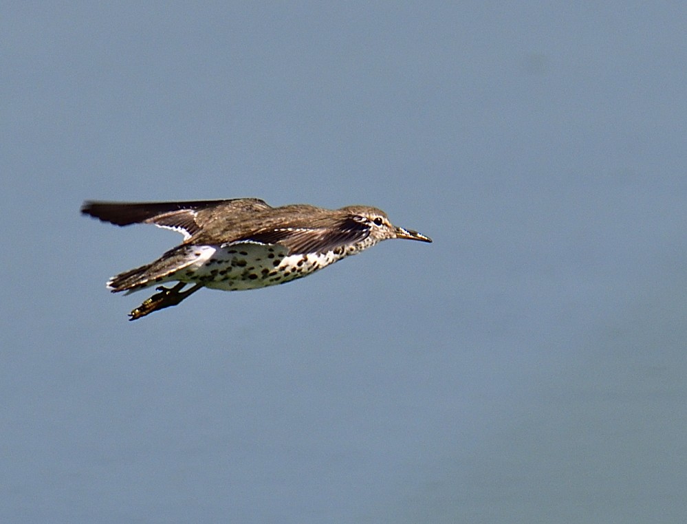 Spotted Sandpiper - ML252965131