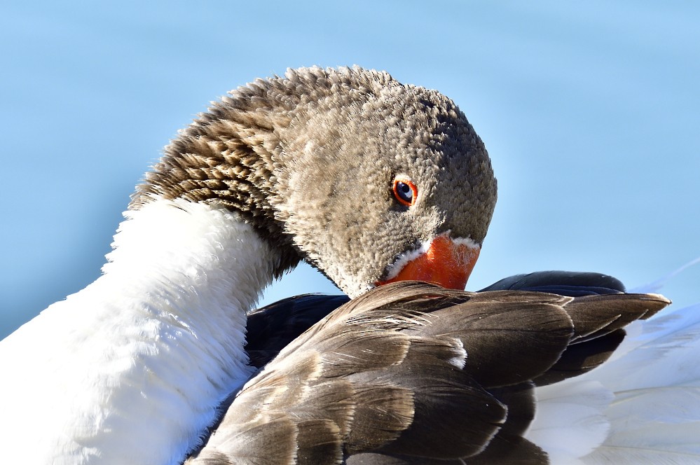 Domestic goose sp. (Domestic type) - Roy Fisher