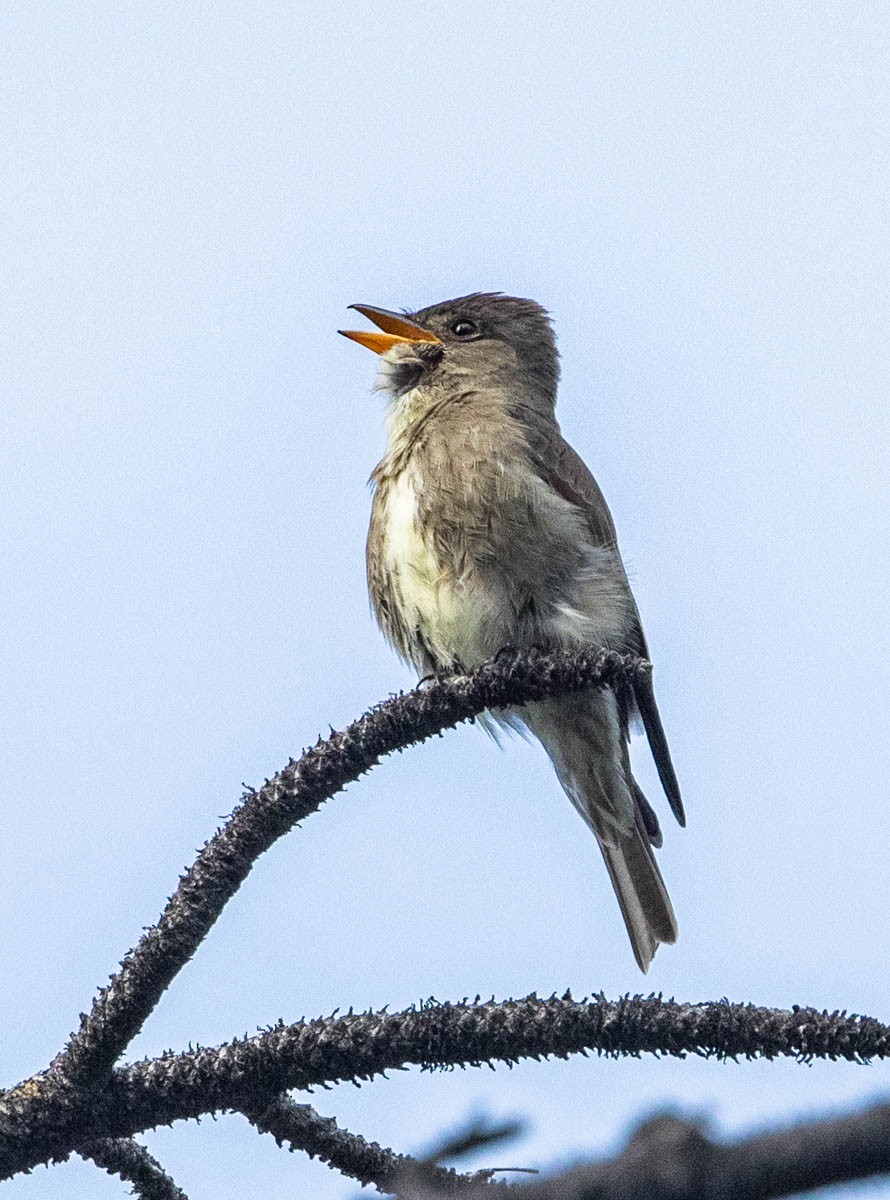 Olive-sided Flycatcher - ML252967421