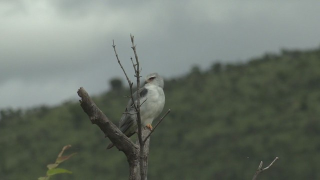 Black-winged Kite - ML252967551