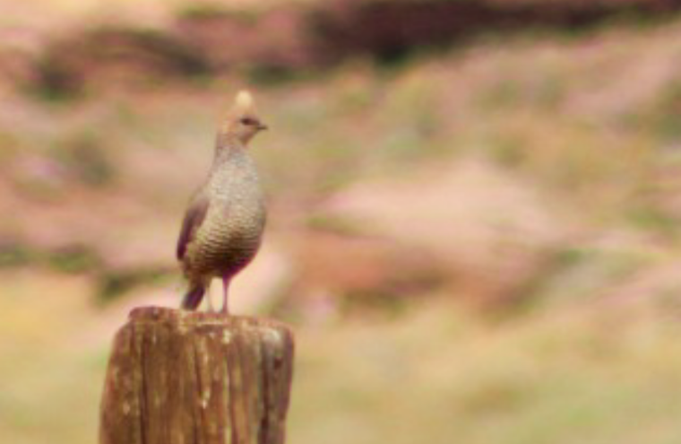 Scaled Quail - John Wilson