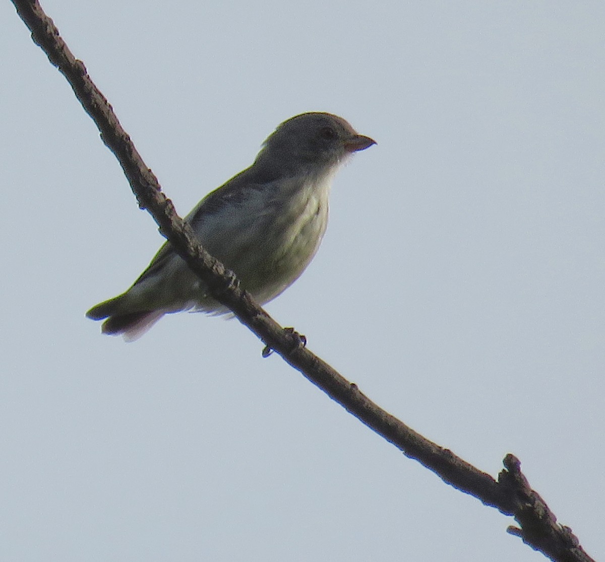 Thick-billed Flowerpecker - ML252970211