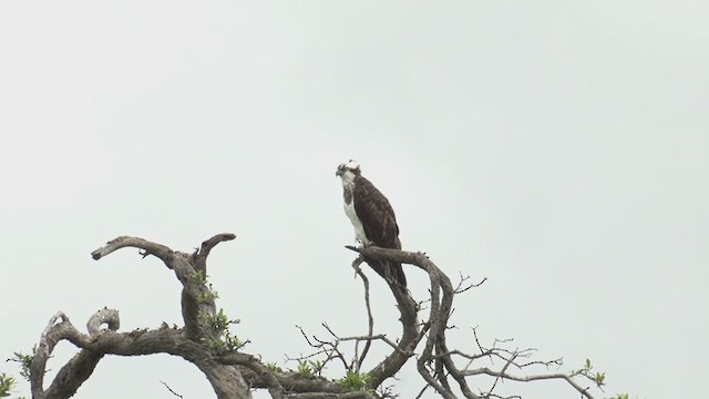 Загасч явлаг - ML252970551