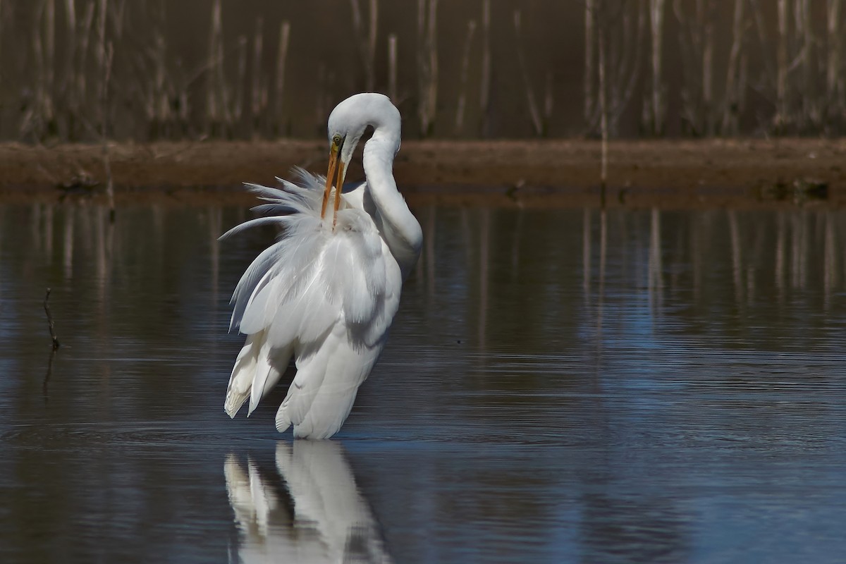 Great Egret - ML252971701