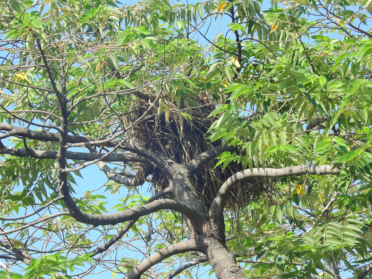 Asian Koel - ML252971821