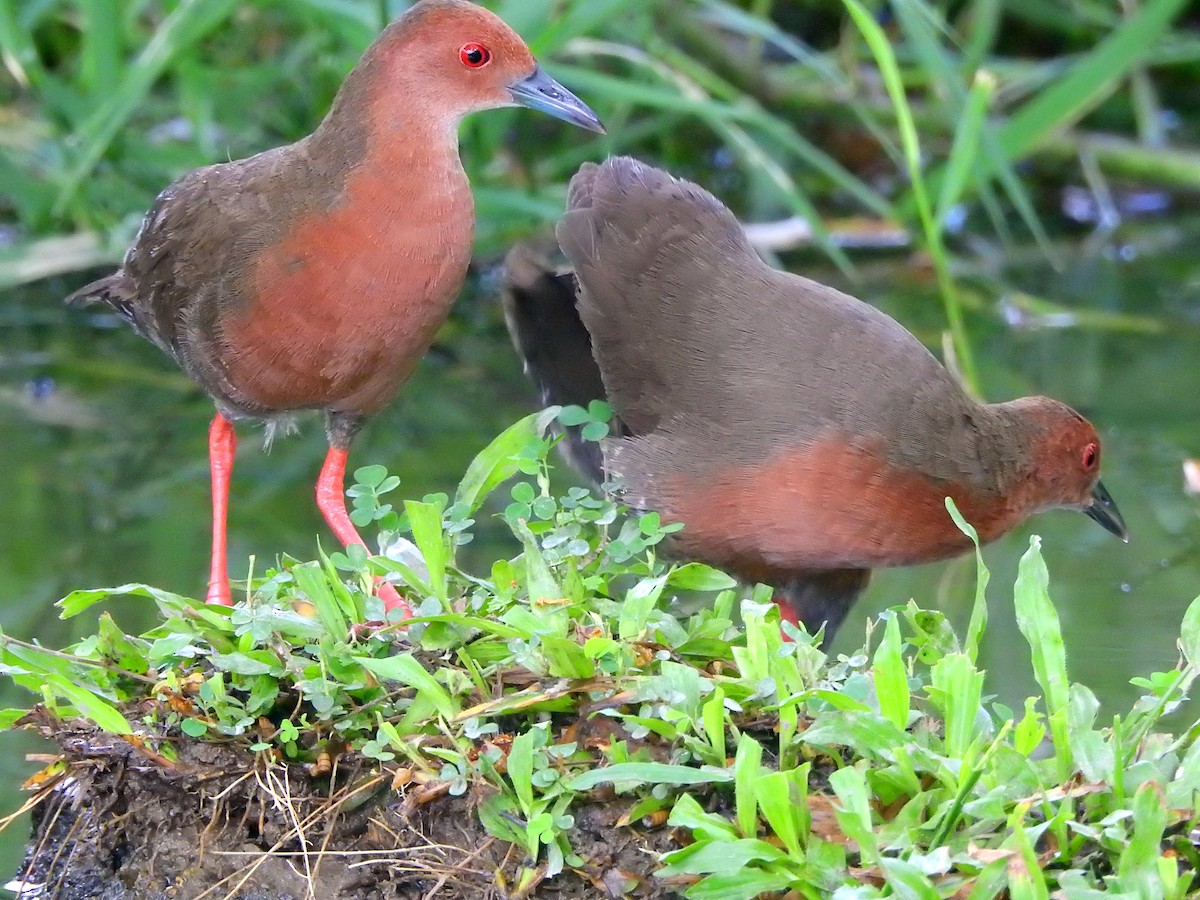 Ruddy-breasted Crake - ML252971891