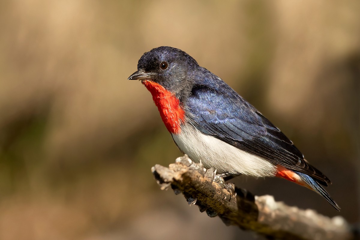 Mistletoebird - ML252971901