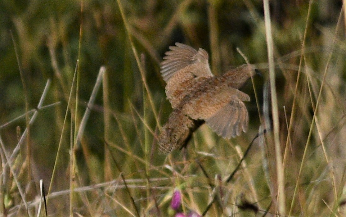 Brown Quail - ML252971921