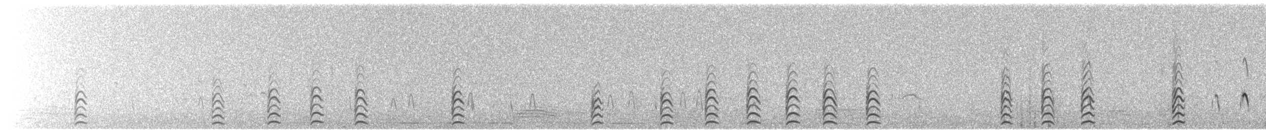 Weißgesicht-Stelzenläufer - ML252972171