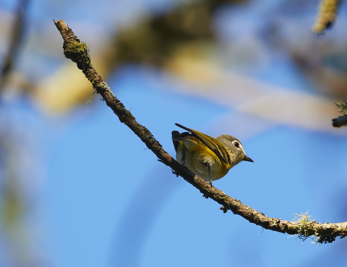 Blue-headed Vireo - ML252973311