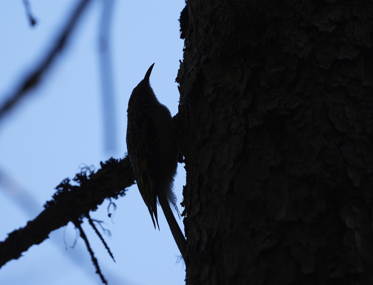 Brown Creeper - ML252973351