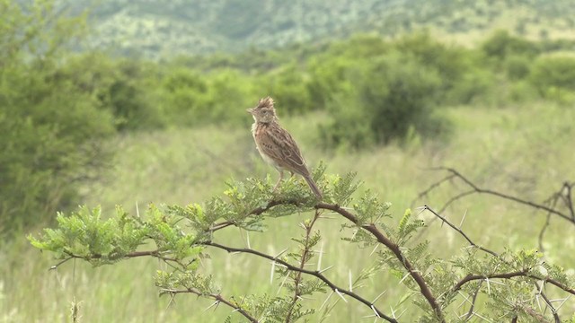 Rufous-naped Lark - ML252973431