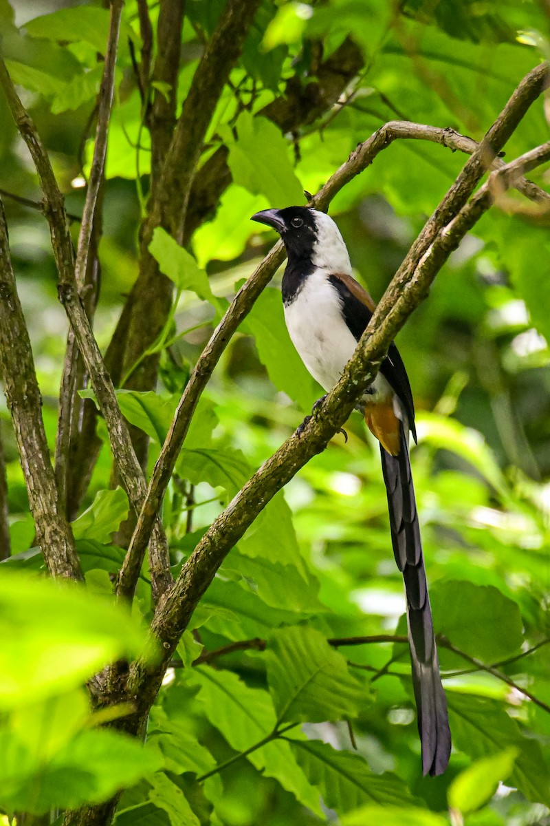 White-bellied Treepie - ML252973771