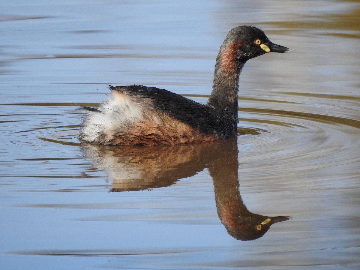 Australasian Grebe - ML252974201