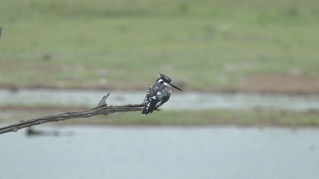 Pied Kingfisher - ML252974971