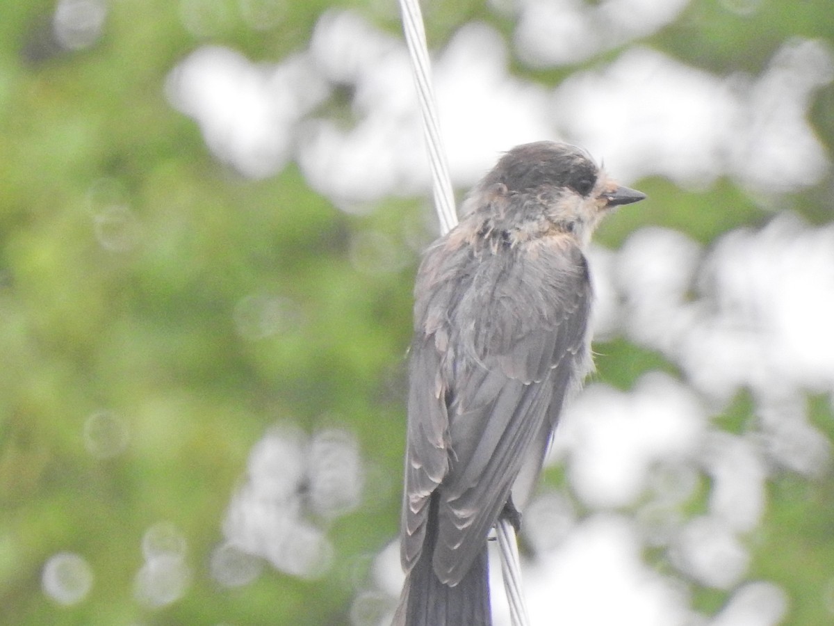 Canada Jay - ML252975881