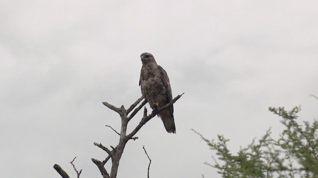 Common Buzzard - ML252976651