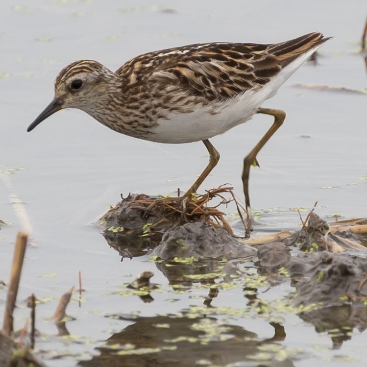 Long-toed Stint - ML252977141