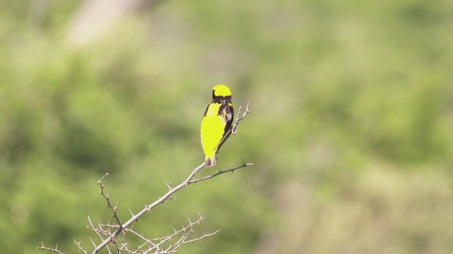 Yellow-crowned Bishop - ML252977661