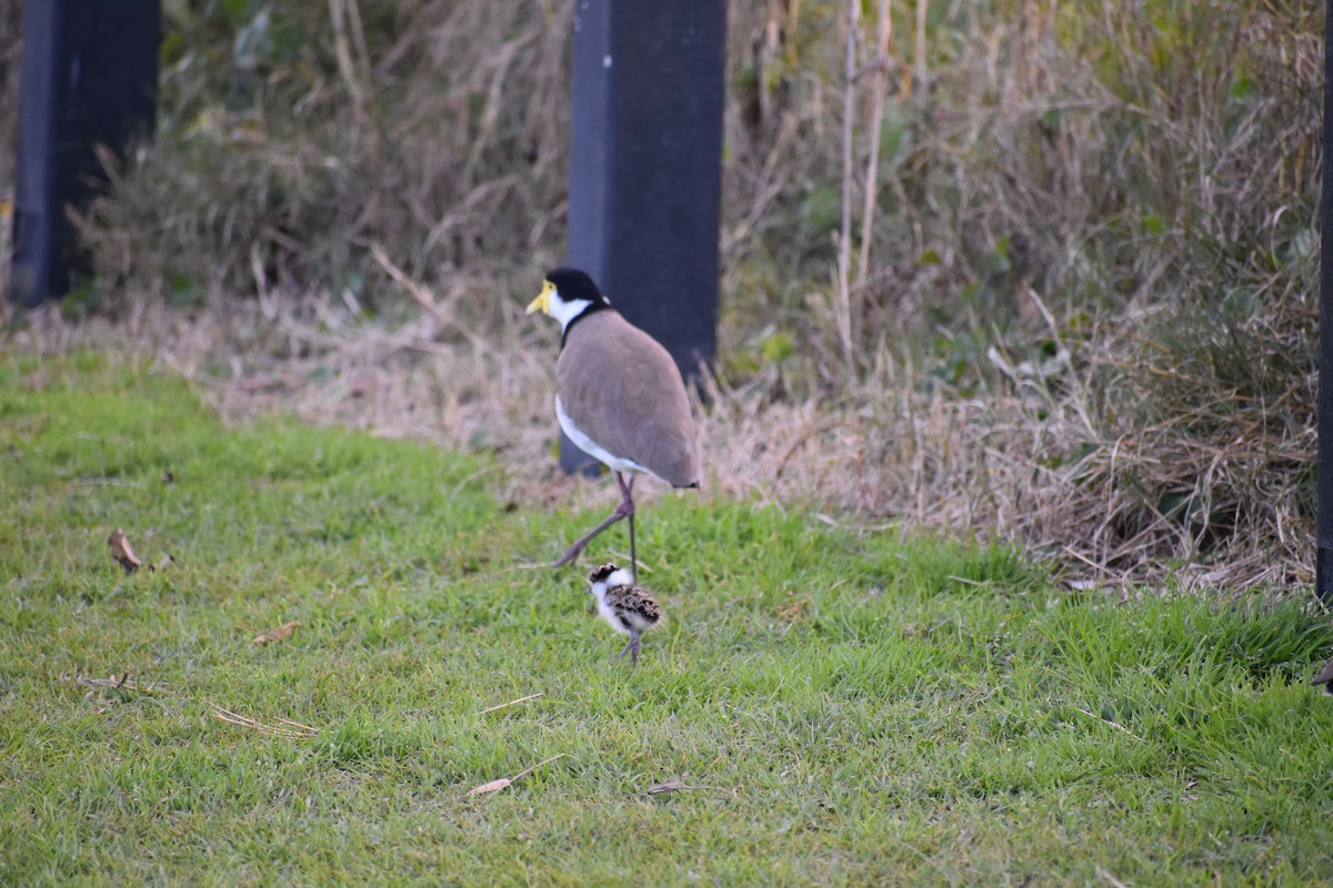Masked Lapwing - ML252977691