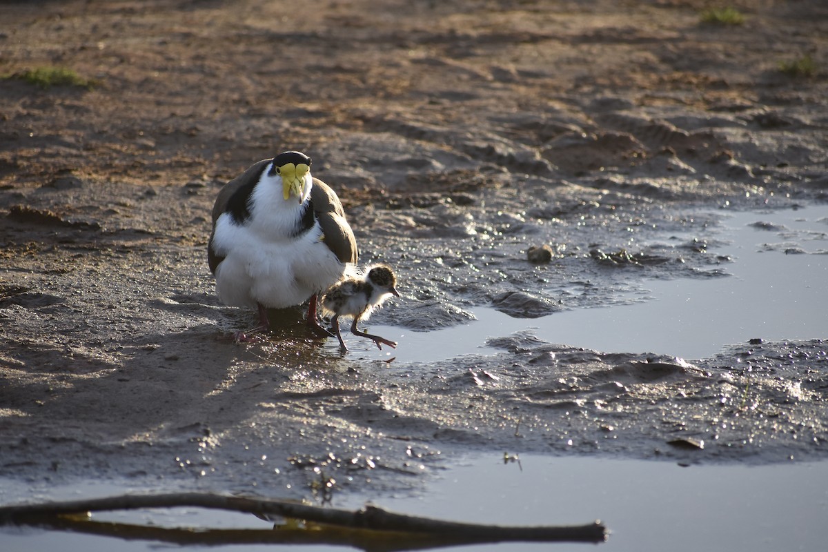 Masked Lapwing - ML252977891