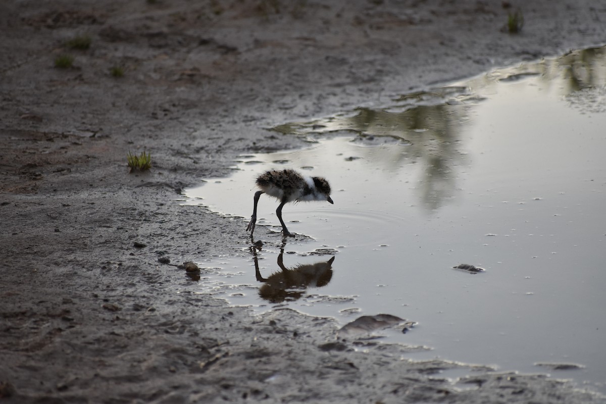 Masked Lapwing - ML252977941