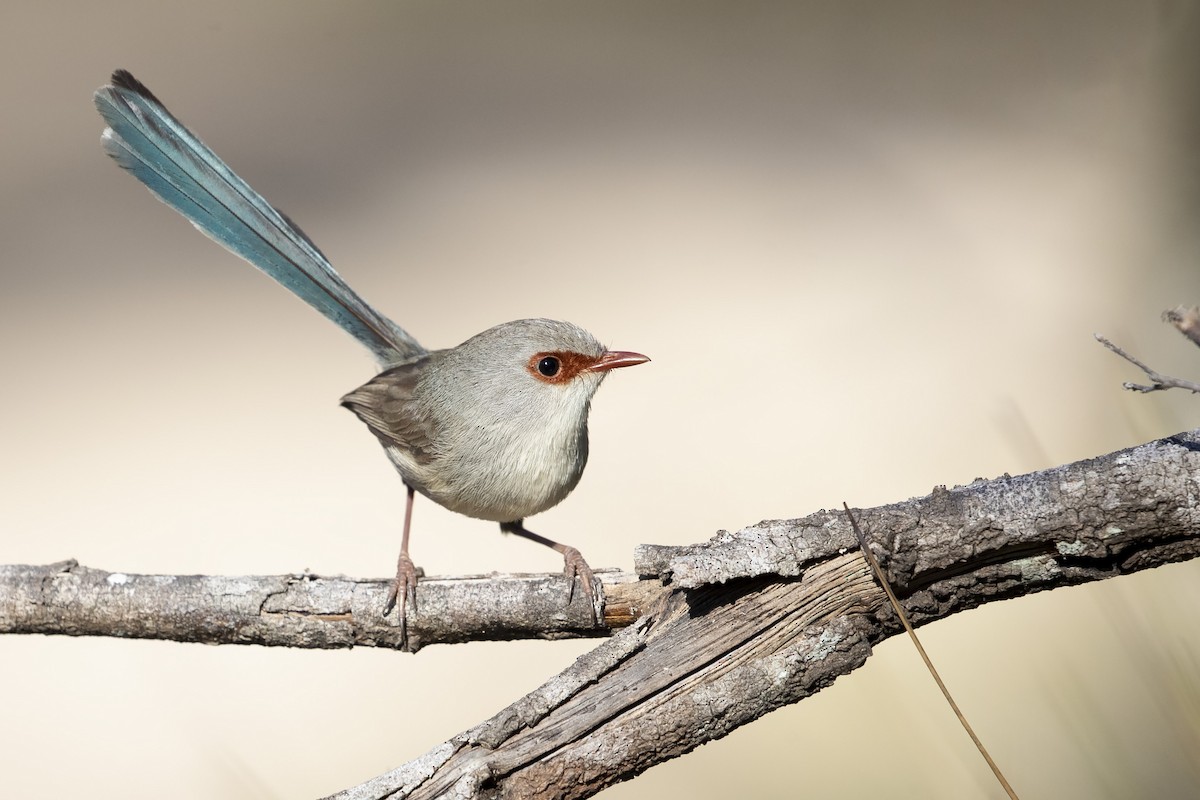 Variegated Fairywren - ML252978201