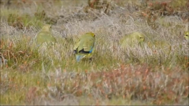 Blue-winged Parrot - ML252978571