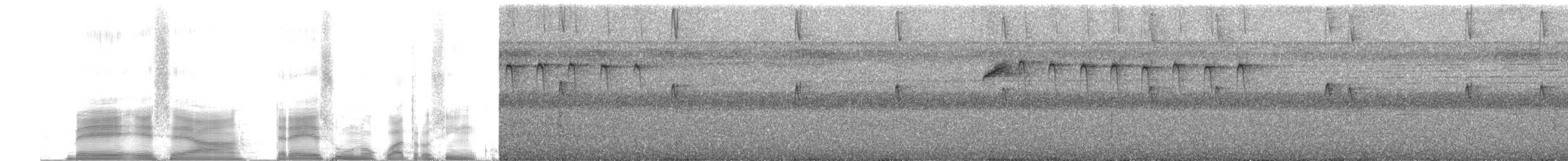 Прямоклювый колибри-отшельник - ML252979