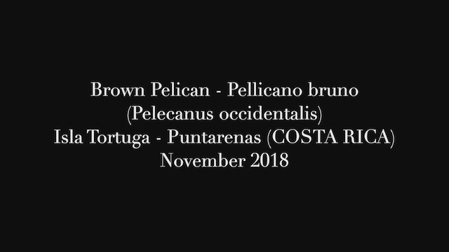 Brown Pelican - ML252980021