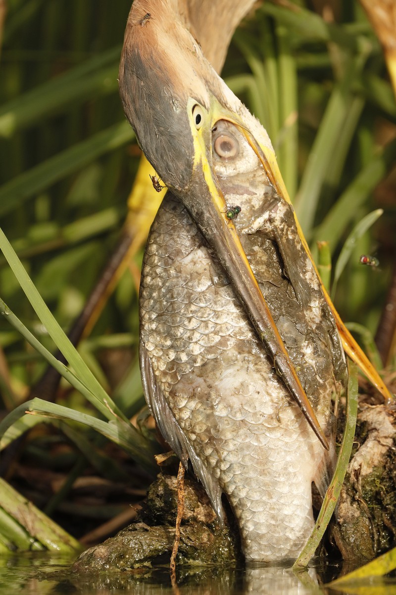 Purple Heron - ML252980111