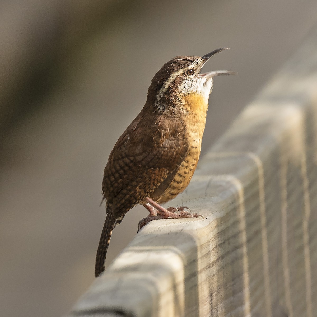 Carolina Wren - Peter Hawrylyshyn