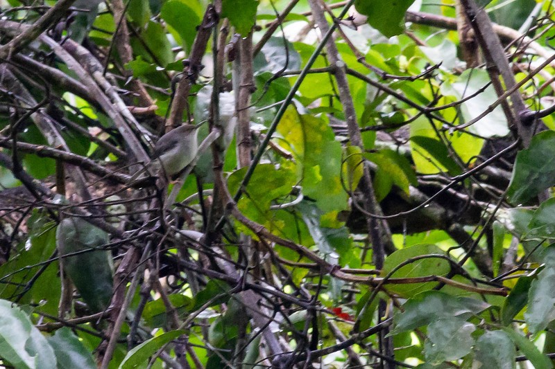 Long-billed Tailorbird (Long-billed) - ML252981911