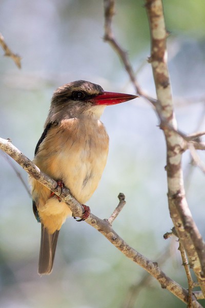 Brown-hooded Kingfisher - Robert Tizard