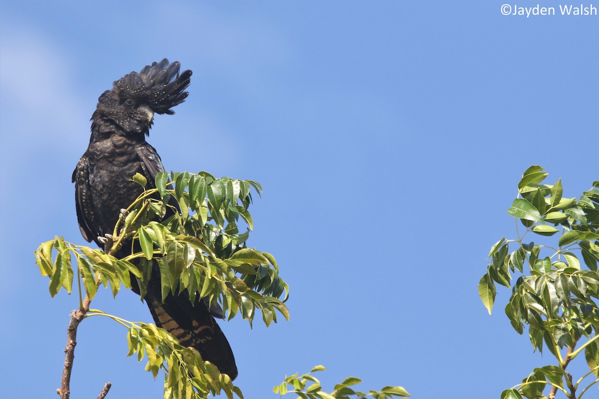 Red-tailed Black-Cockatoo - ML252986111
