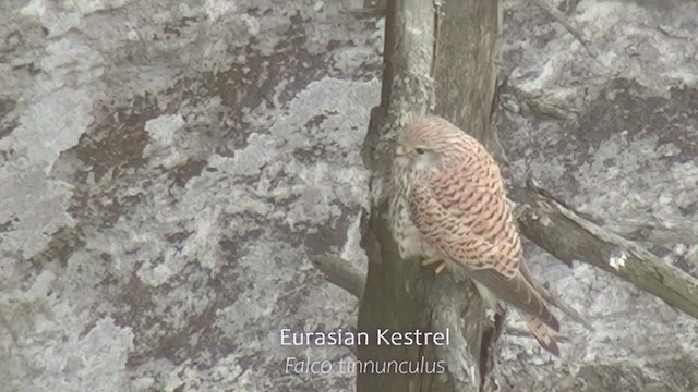 Eurasian Kestrel - ML252986141