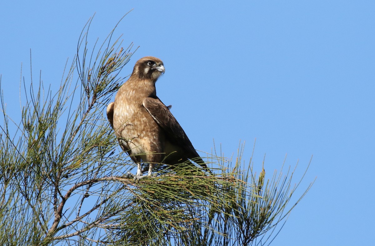 Brown Falcon - ML252988571