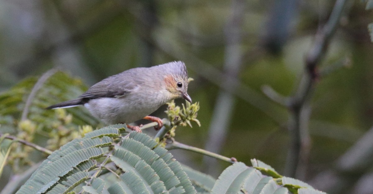 Striated Yuhina - Amit Bandekar