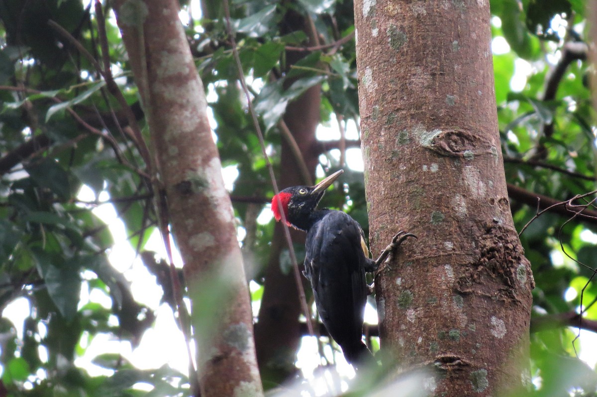 White-bellied Woodpecker - Bosco Chan