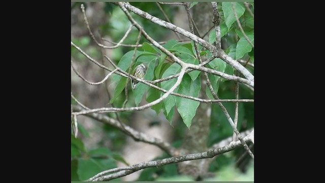 Speckled Piculet - ML252990251