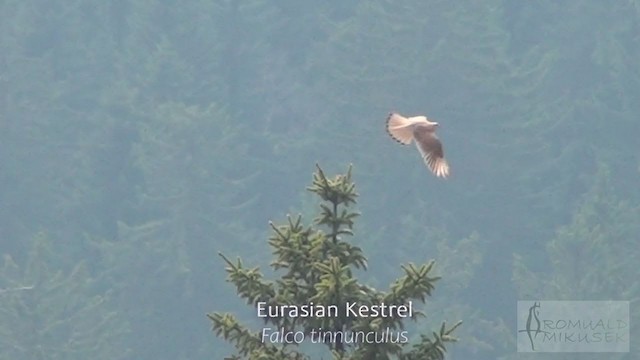 Eurasian Kestrel - ML252990531