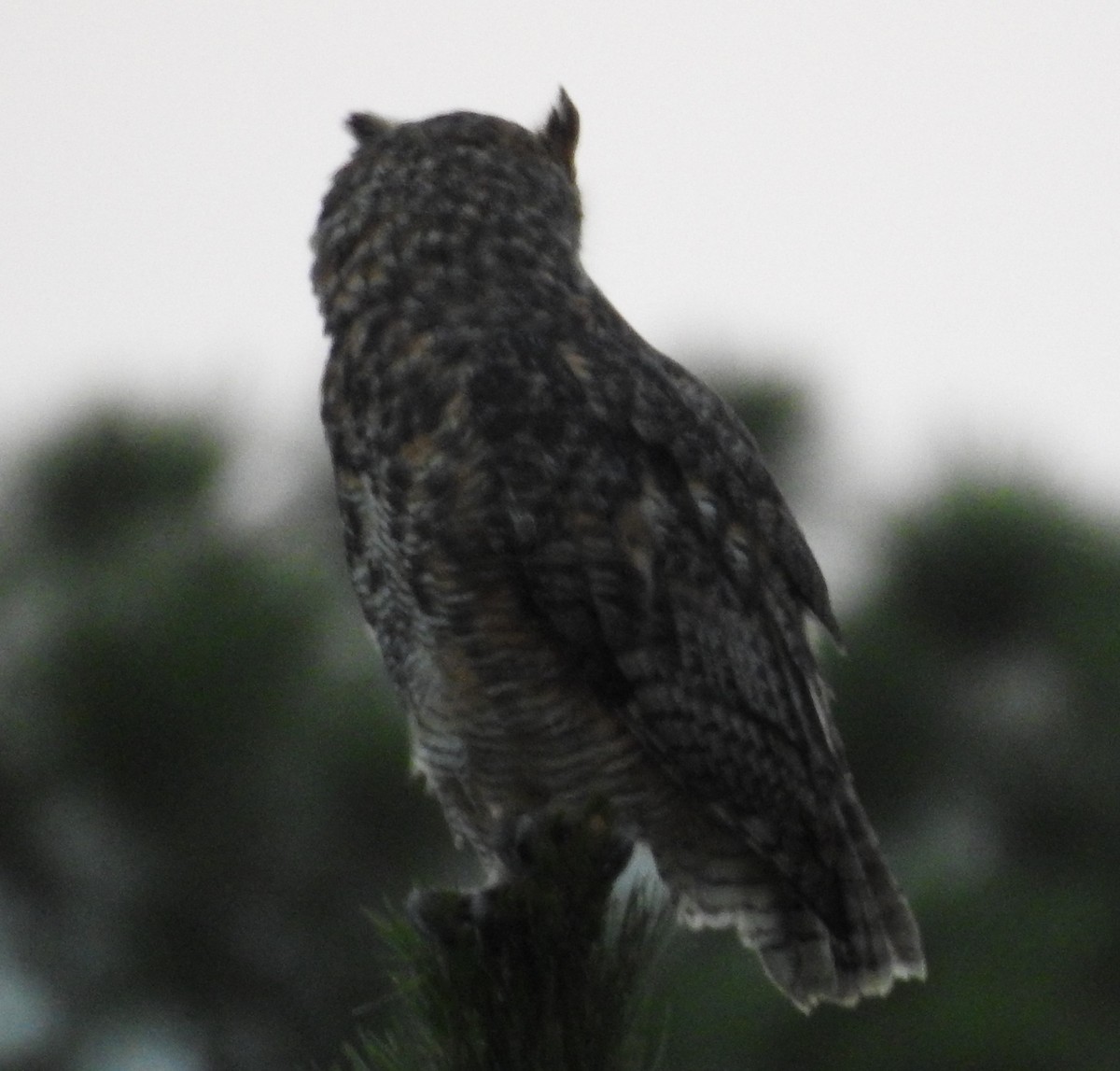 Great Horned Owl - ML252990801
