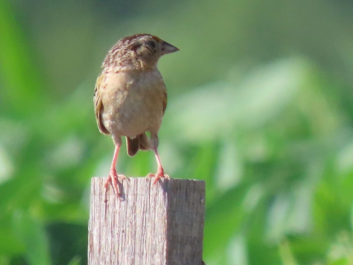 Grasshopper Sparrow - ML252991731