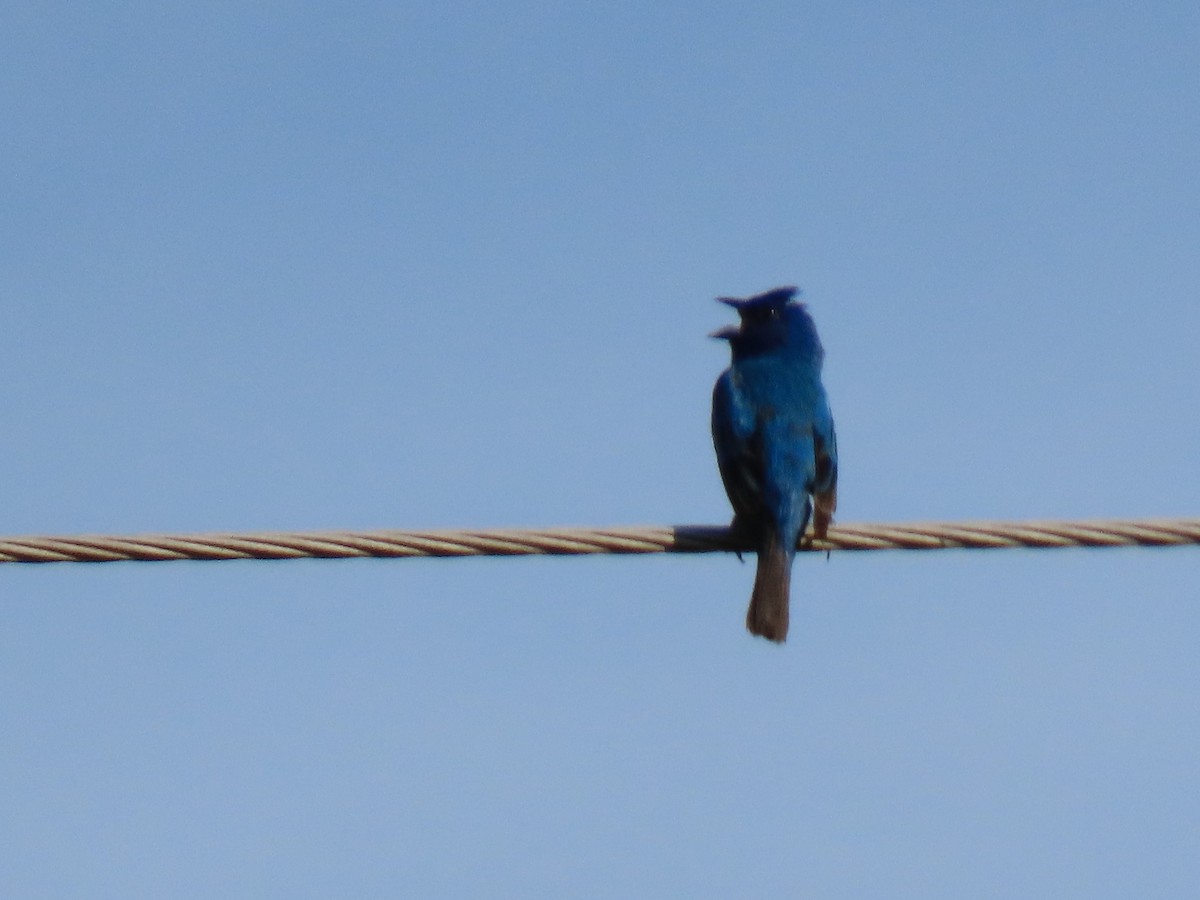 Indigo Bunting - ML252991811