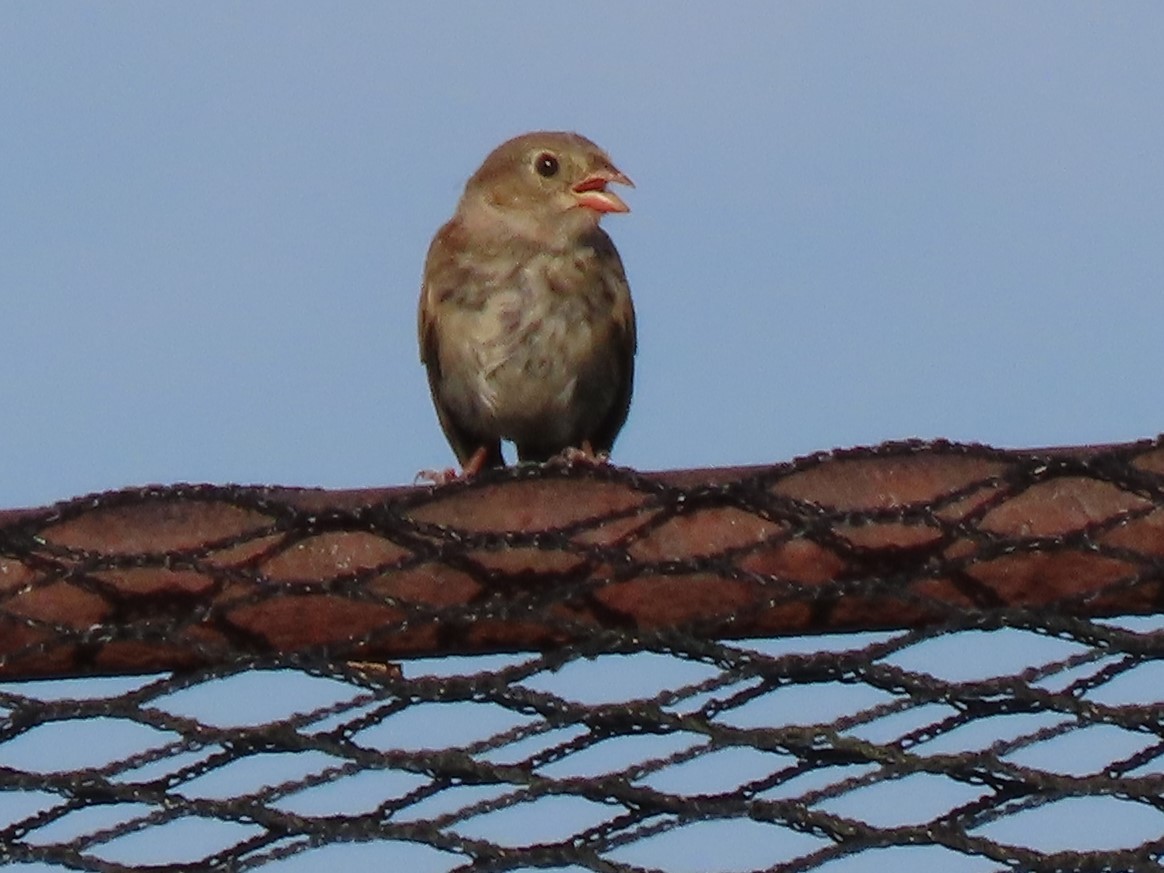 Field Sparrow - ML252991891