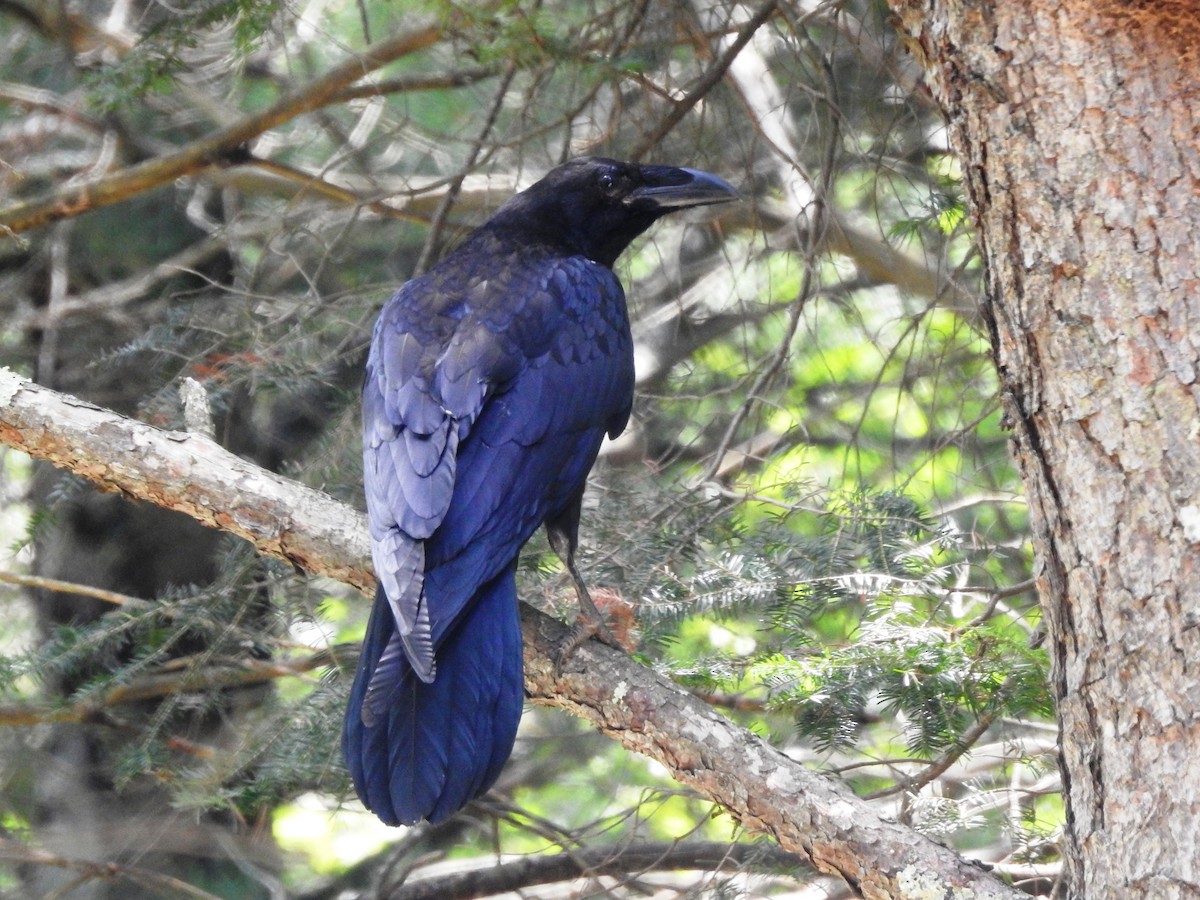 Common Raven - Annie & Paul Mueller