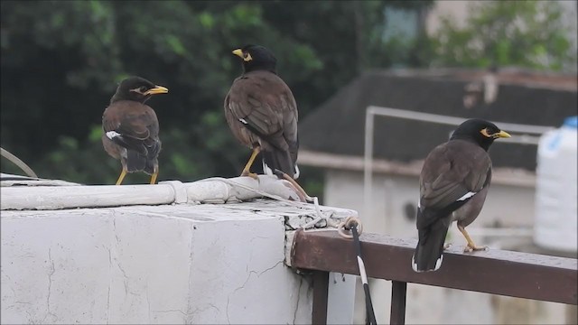 Common Myna - ML252999581