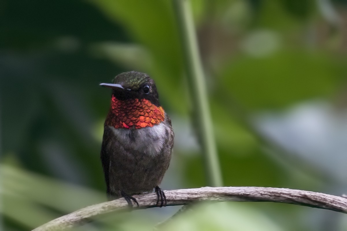 Ruby-throated Hummingbird - Simon Lane
