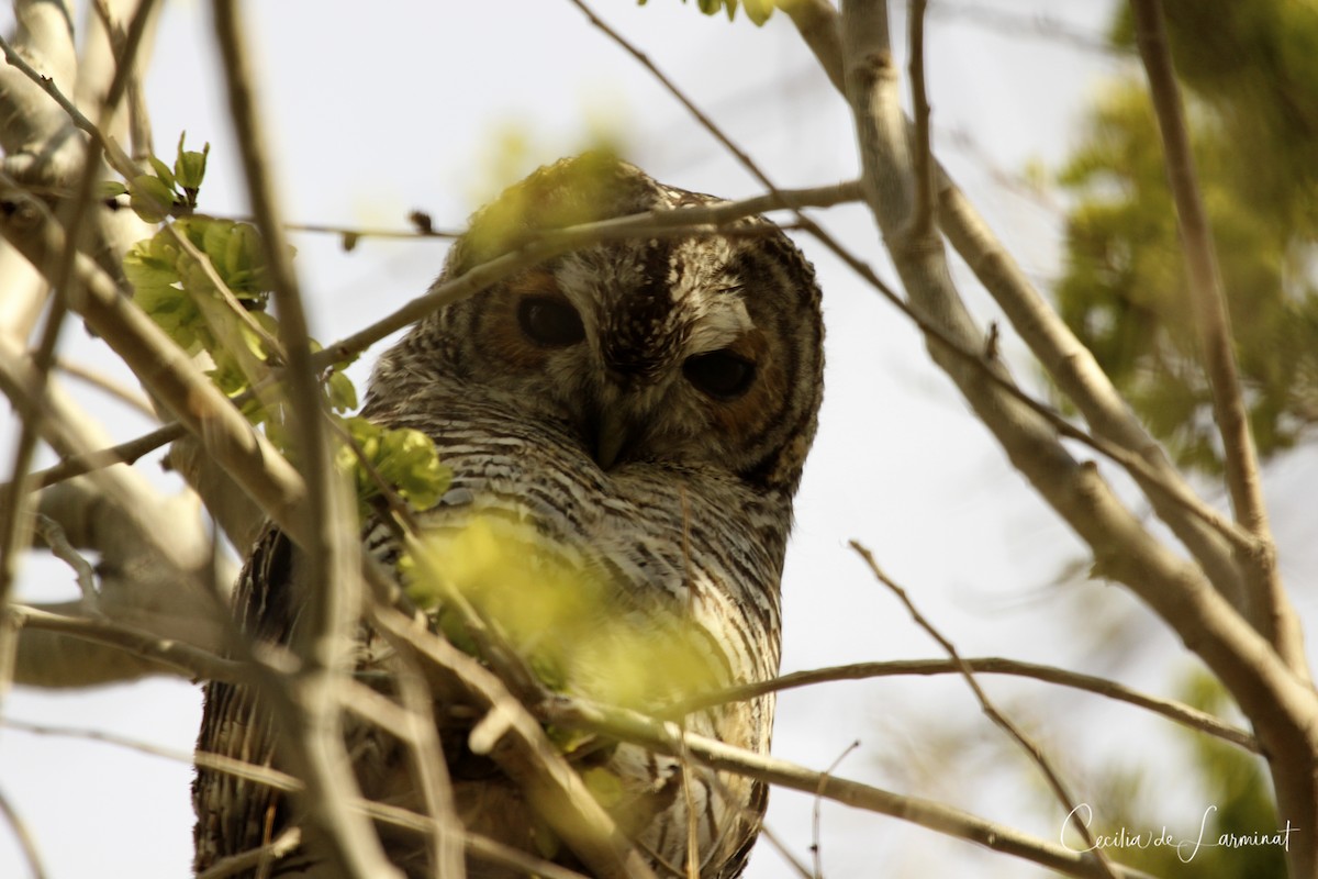 Rufous-legged Owl - Cecilia de Larminat